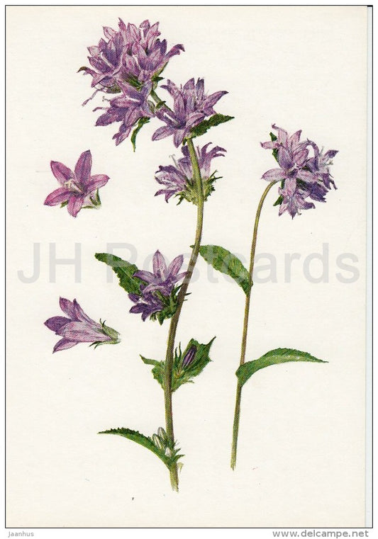Clustered bellflower - Campanula glomerata - Plants under protection - 1981 - Russia USSR - unused - JH Postcards