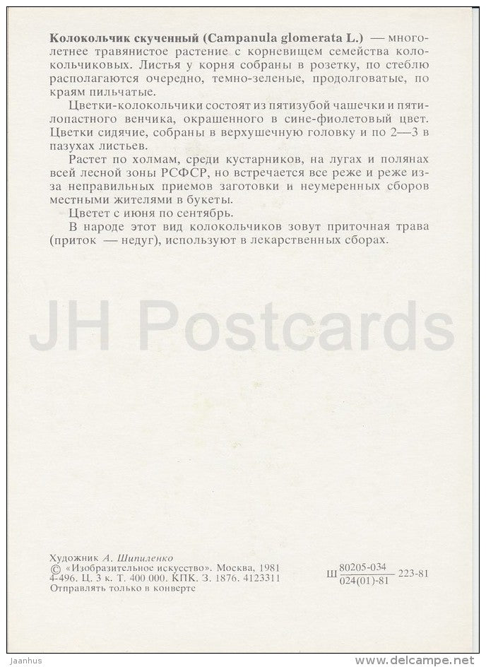 Clustered bellflower - Campanula glomerata - Plants under protection - 1981 - Russia USSR - unused - JH Postcards