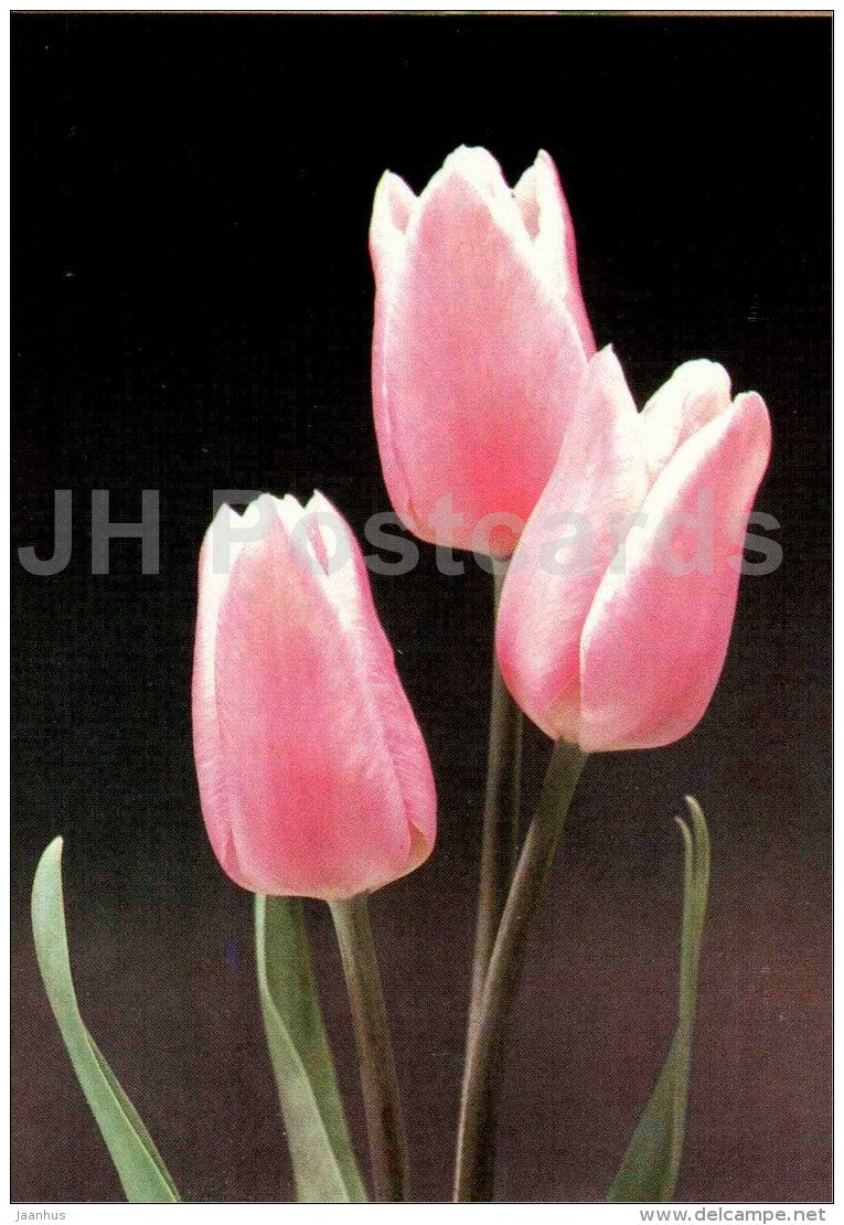 Grevel - Tulip - 1986 - Russia USSR - unused - JH Postcards