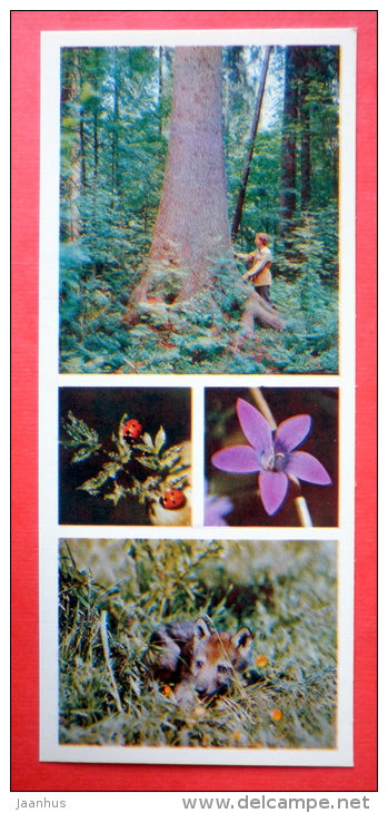 ladybug - tree - wolf - Tsentralno-Lesnoy Nature Reserve - 1979 - USSR Russia - unused - JH Postcards