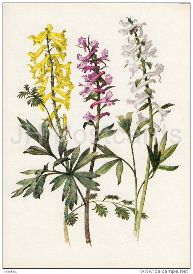 Corydalis - Plants under protection - 1981 - Russia USSR - unused - JH Postcards