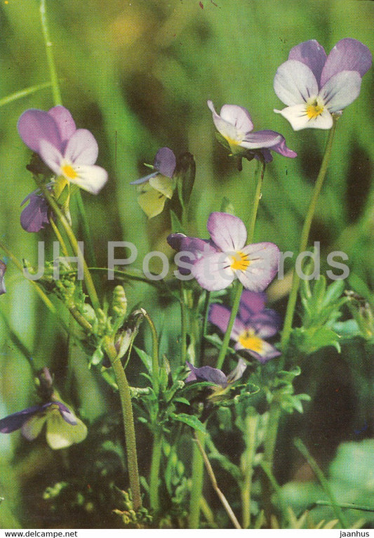 Wild Pansy - flowers - plants - Bulgaria - unused - JH Postcards