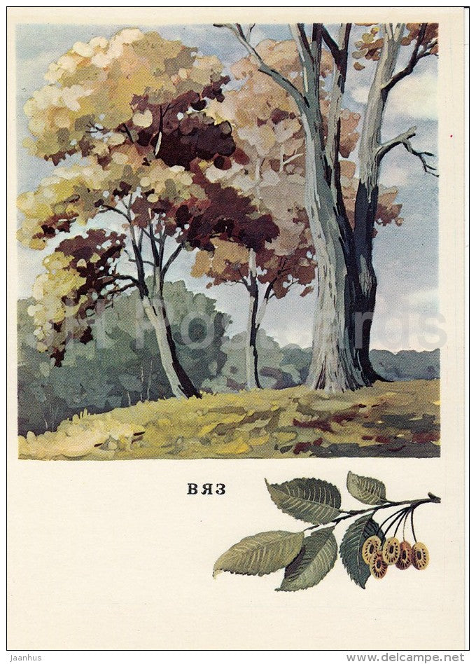 Elm - Ulmus - Russian Forest - trees - illustration by G. Bogachev - 1979 - Russia USSR - unused - JH Postcards