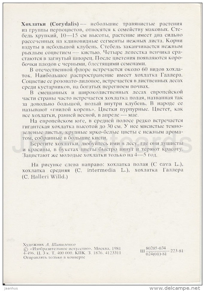 Corydalis - Plants under protection - 1981 - Russia USSR - unused - JH Postcards