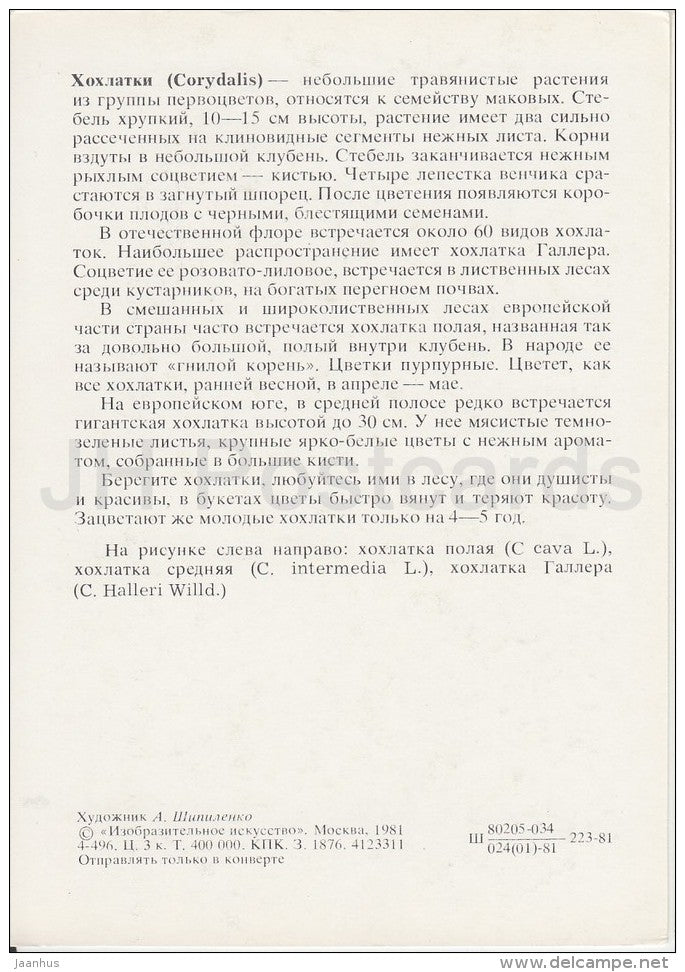 Corydalis - Plants under protection - 1981 - Russia USSR - unused - JH Postcards