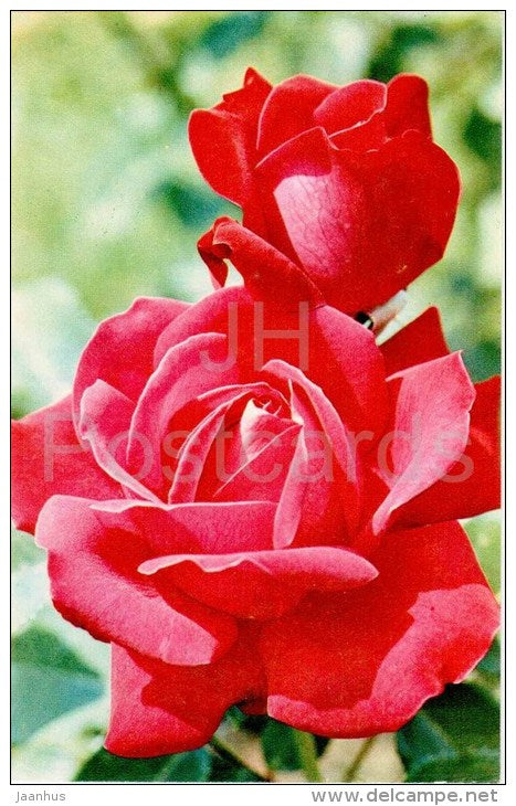 Dame de Coeur - flowers - Roses - Russia USSR - 1973 - unused - JH Postcards
