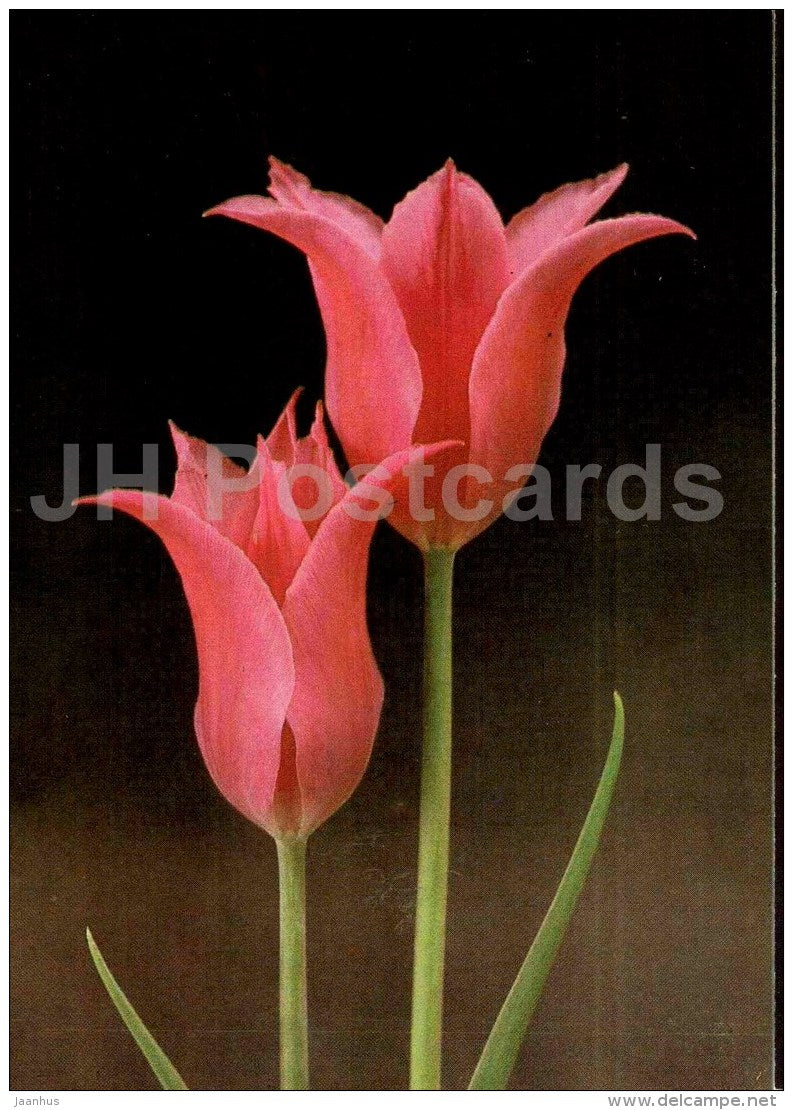 Lilac Time - Tulip - 1986 - Russia USSR - unused - JH Postcards