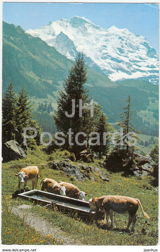 Bei Wengen - Jungfrau - cow - 36918 - Switzerland - 1970 - used - JH Postcards