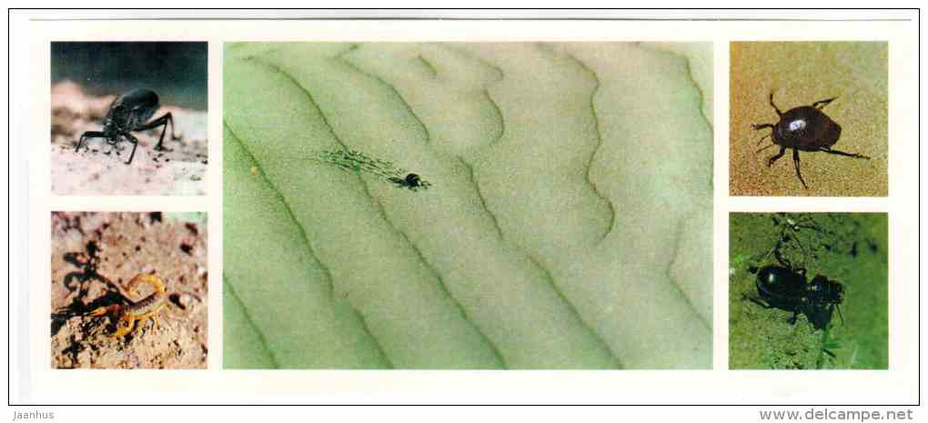 Insects - Badhyz State Nature Reserve - 1981 - Turkmenistan USSR - unused - JH Postcards