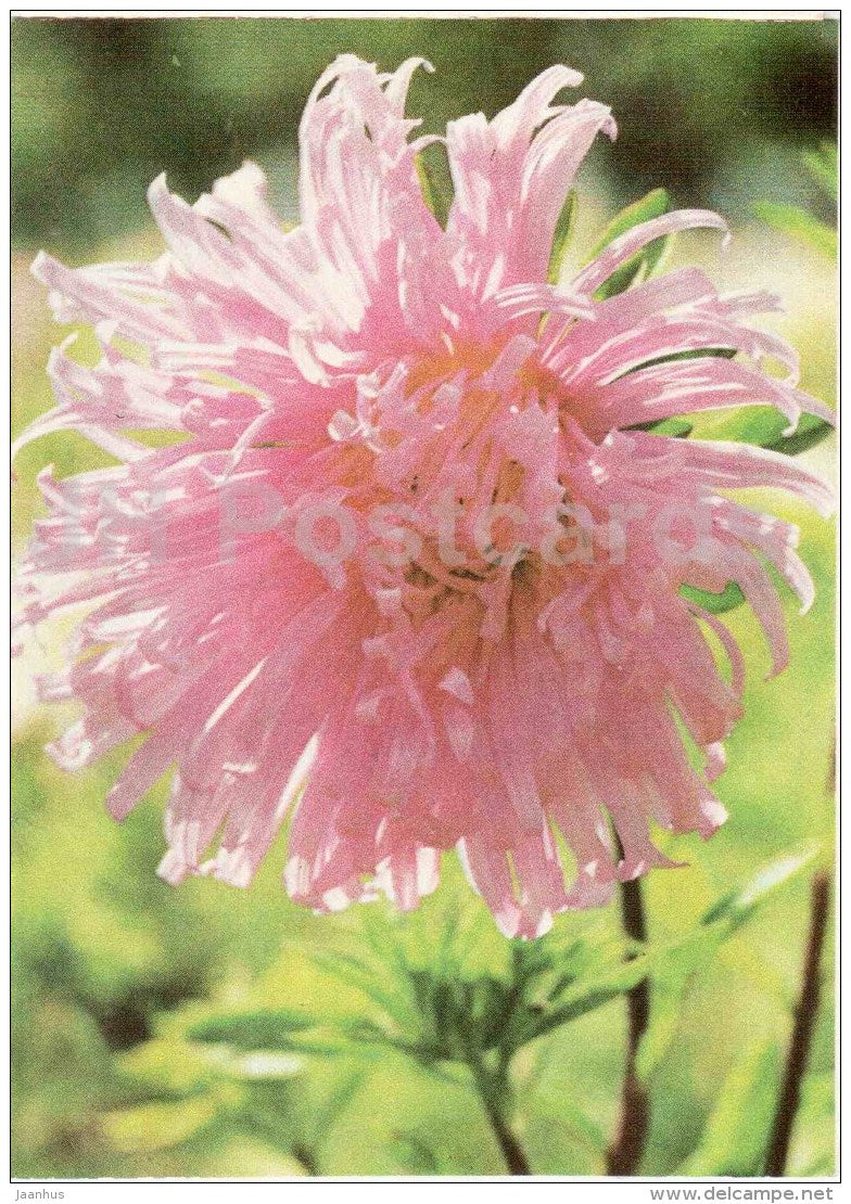 greeting card - flowers - peony - 1971 - Estonia USSR - unused - JH Postcards