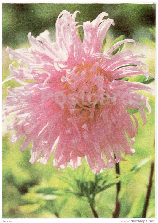 greeting card - flowers - peony - 1971 - Estonia USSR - unused - JH Postcards