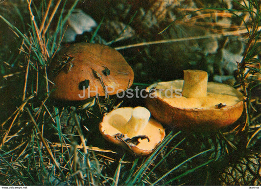 Slippery Jack Mushroom - Suillus luteus - Mushrooms - 1980 - Russia USSR - unused - JH Postcards