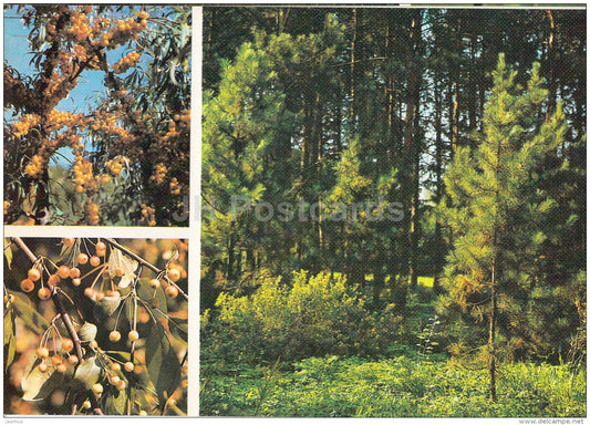 Seaberry , Hippophae rhamnoides - Malus baccata - Moscow Botanical Garden - 1988 - Russia USSR - unused - JH Postcards