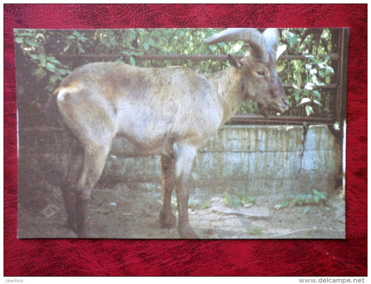 Dagestan Tur - Capra cylindricornis - Riga Zoo - animals - 1980 - Latvia USSR - unused - JH Postcards