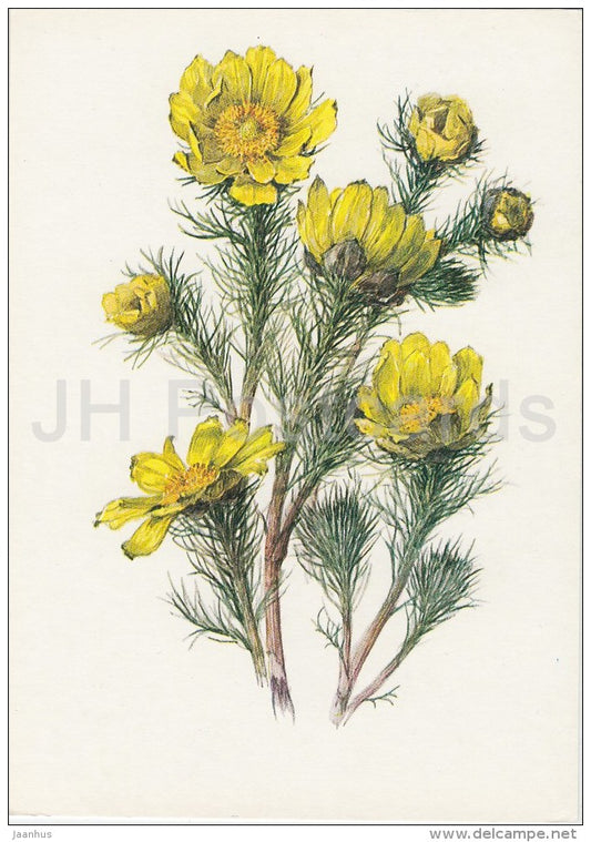 pheasant's eye - Adonis vernalis - Plants under protection - 1981 - Russia USSR - unused - JH Postcards