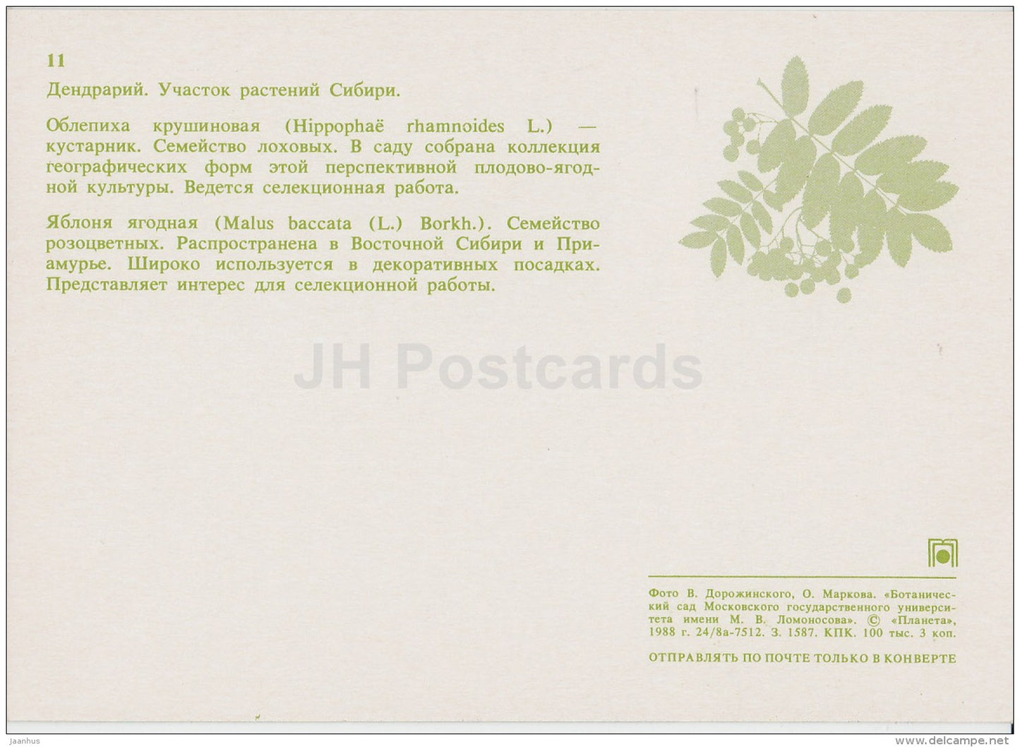 Seaberry , Hippophae rhamnoides - Malus baccata - Moscow Botanical Garden - 1988 - Russia USSR - unused - JH Postcards