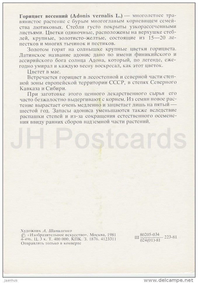 pheasant's eye - Adonis vernalis - Plants under protection - 1981 - Russia USSR - unused - JH Postcards