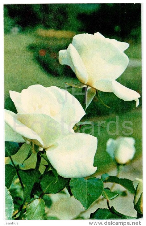 Virgo - flowers - Roses - Russia USSR - 1973 - unused - JH Postcards
