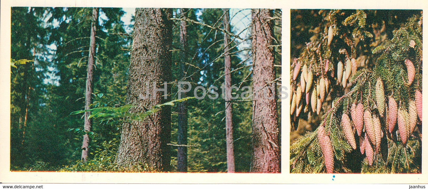 spruce tree - Forest Wealth - 1981 - Russia USSR - unused - JH Postcards