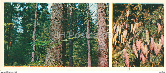 spruce tree - Forest Wealth - 1981 - Russia USSR - unused - JH Postcards