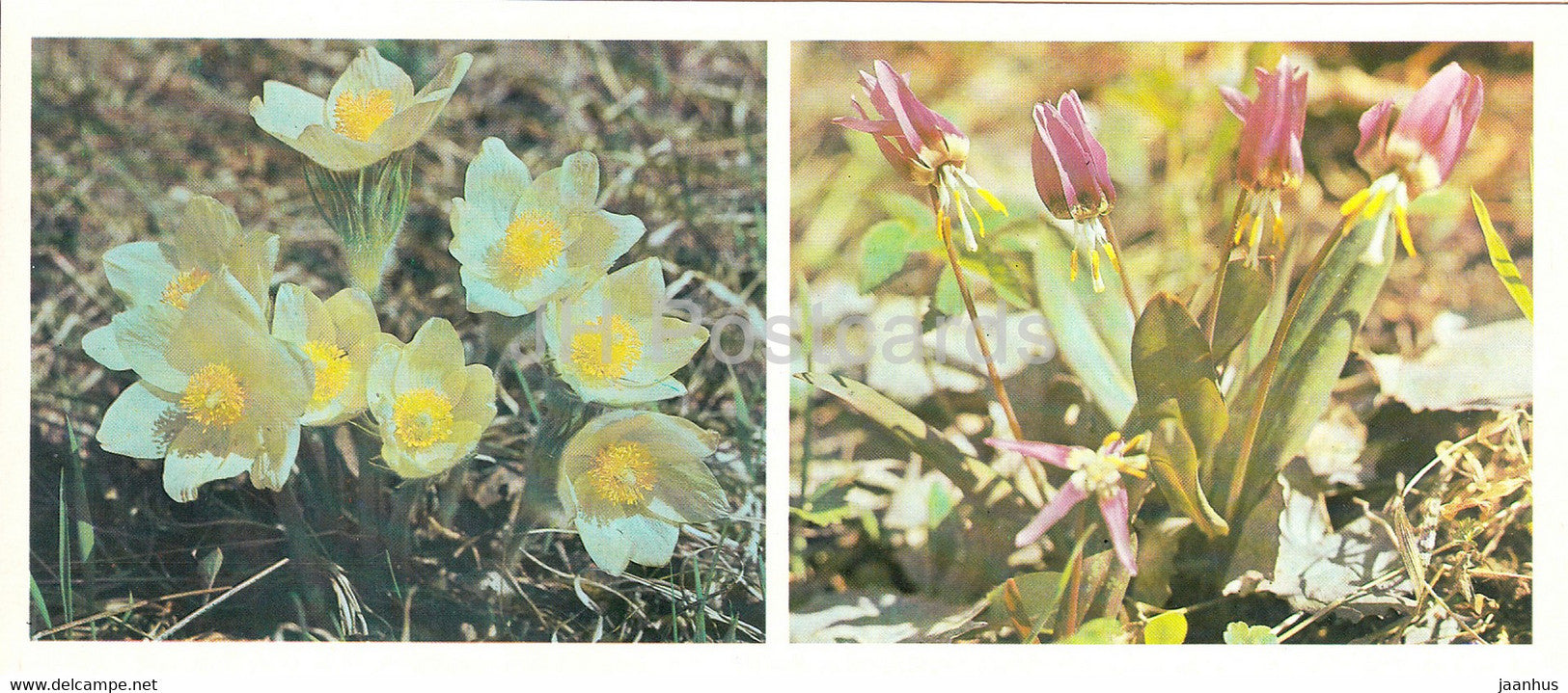 Eastern pasqueflower - Siberian fawn lily - flowers - Siberian Botanical Garden - 1985 - Russia USSR - unused - JH Postcards