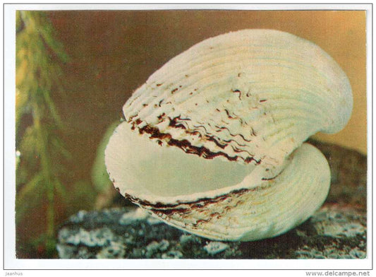 Iceland cockle - Clinokardium ciliatum - shells - clams - mollusc - 1974 - Russia USSR - unused - JH Postcards