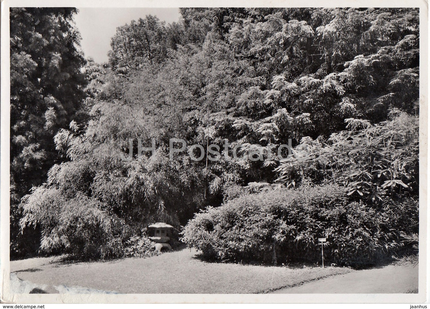 Botanischer Garten d Universitat Zurich - Gruppe winterharter Bambusarten - Switzerland - unused - JH Postcards