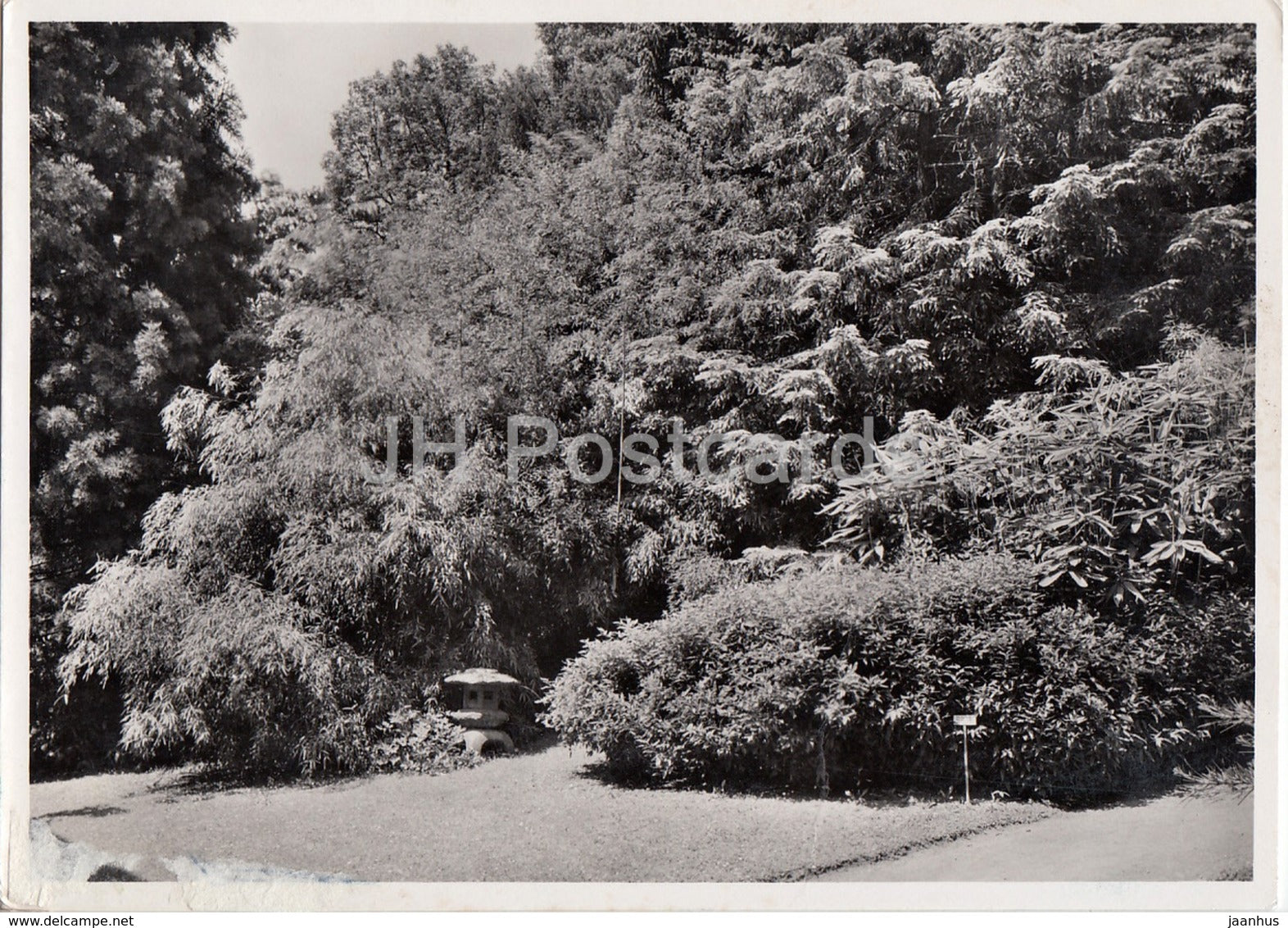 Botanischer Garten d Universitat Zurich - Gruppe winterharter Bambusarten - Switzerland - unused - JH Postcards