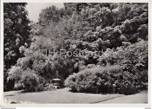 Botanischer Garten d Universitat Zurich - Gruppe winterharter Bambusarten - Switzerland - unused - JH Postcards