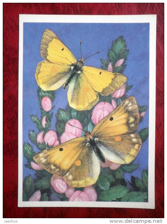 Colias thisoa - butterflies - 1986 - Russia - USSR - unused - JH Postcards