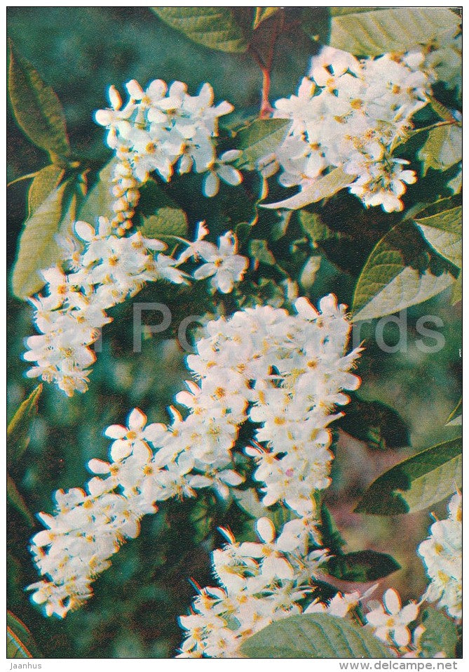 Bird Cherry - Padus avium - Medicinal Plants - Herbs - 1980 - Russia USSR - unused - JH Postcards