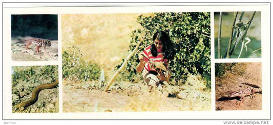 turtle - Reptile - Badhyz State Nature Reserve - 1981 - Turkmenistan USSR - unused - JH Postcards