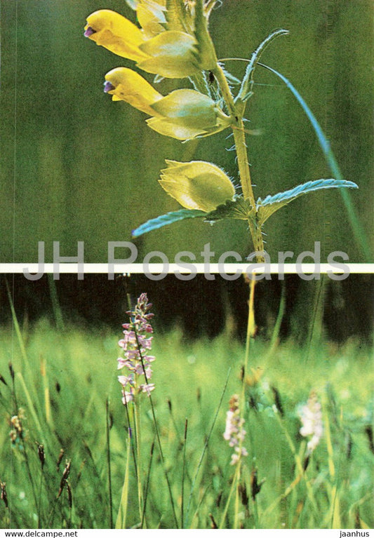 Rhinanthus osiliensis - Saaremaa yellow rattle - flowers - plants - Saaremaa - 1989 - Estonia USSR - unused - JH Postcards