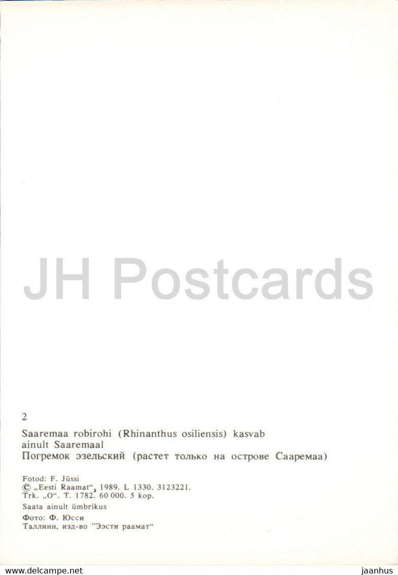 Rhinanthus osiliensis - Saaremaa yellow rattle - flowers - plants - Saaremaa - 1989 - Estonia USSR - unused