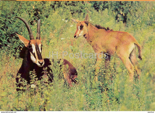 Sable antelope - Hippotragus niger - animals - 1988 - Russia USSR - unused - JH Postcards