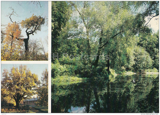 Larix sibirica , Siberian Larch - White willow , Salix alba - oak  Moscow Botanical Garden - 1988 - Russia USSR - unused - JH Postcards