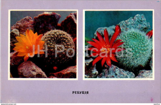 Rebutia - cacti - cactus - flowers - 1977 - Ukraine USSR - unused - JH Postcards