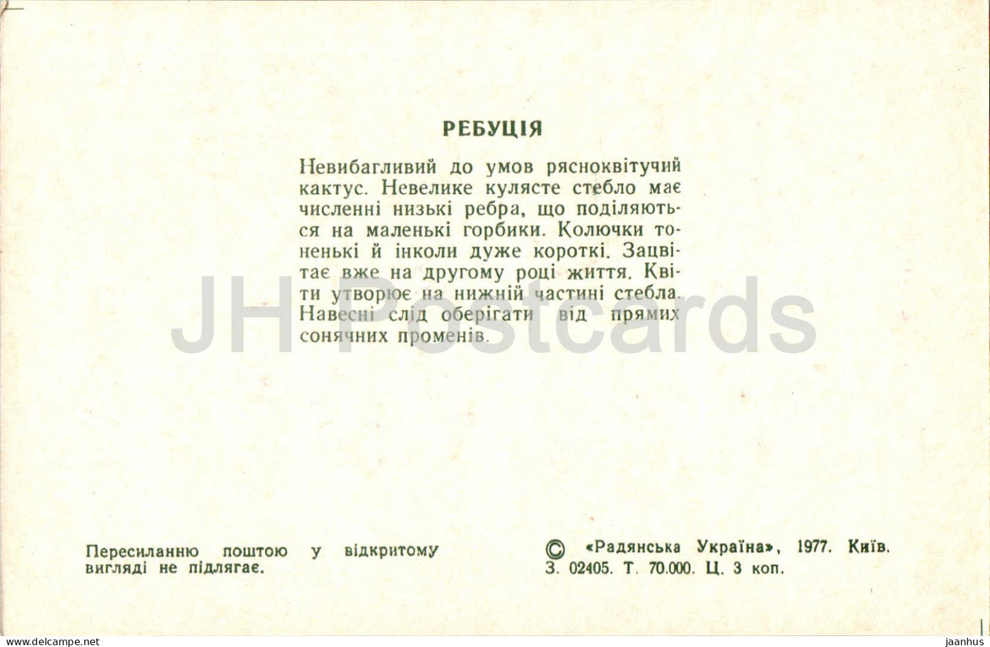 Rebutia - cacti - cactus - flowers - 1977 - Ukraine USSR - unused