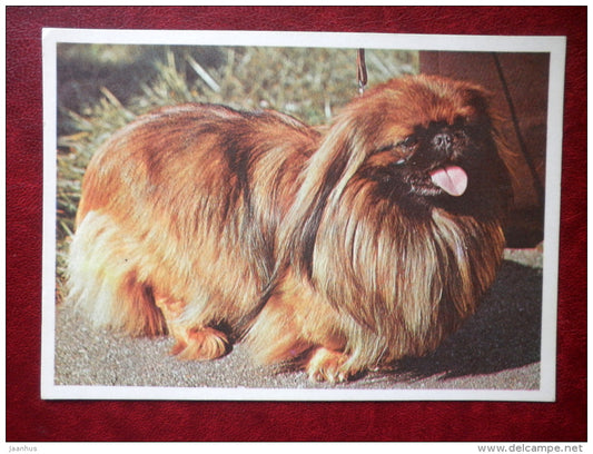 Pekingese - dogs - 1981 - Estonia USSR - unused - JH Postcards