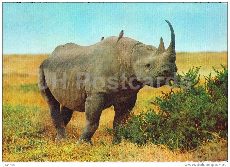 Black Rhinoceros - Rhinoceronte Nero - Africa - animals - 396 - Italy - unused - JH Postcards