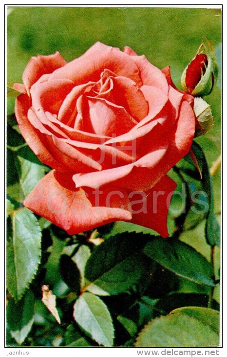 Super Star - flowers - Roses - Russia USSR - 1973 - unused - JH Postcards
