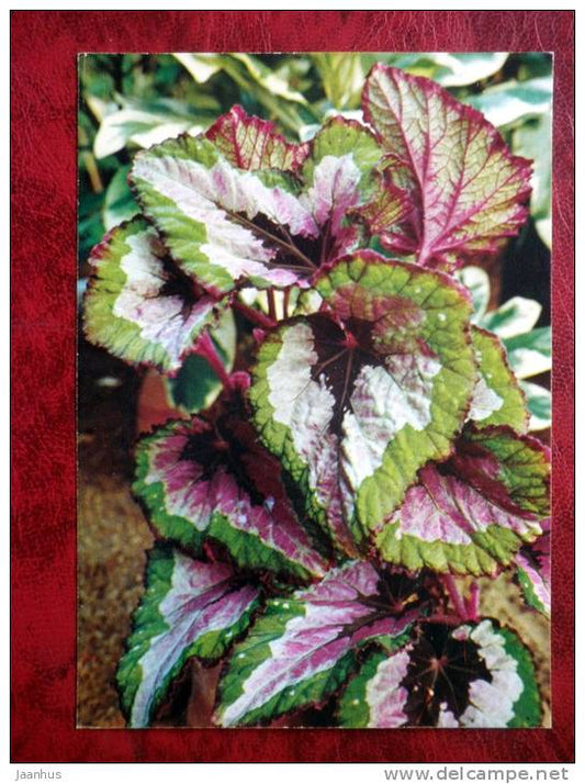 Begonia , Merry Christmas - Begonia rex Putz - flowers - 1987 - Russia - USSR - unused - JH Postcards