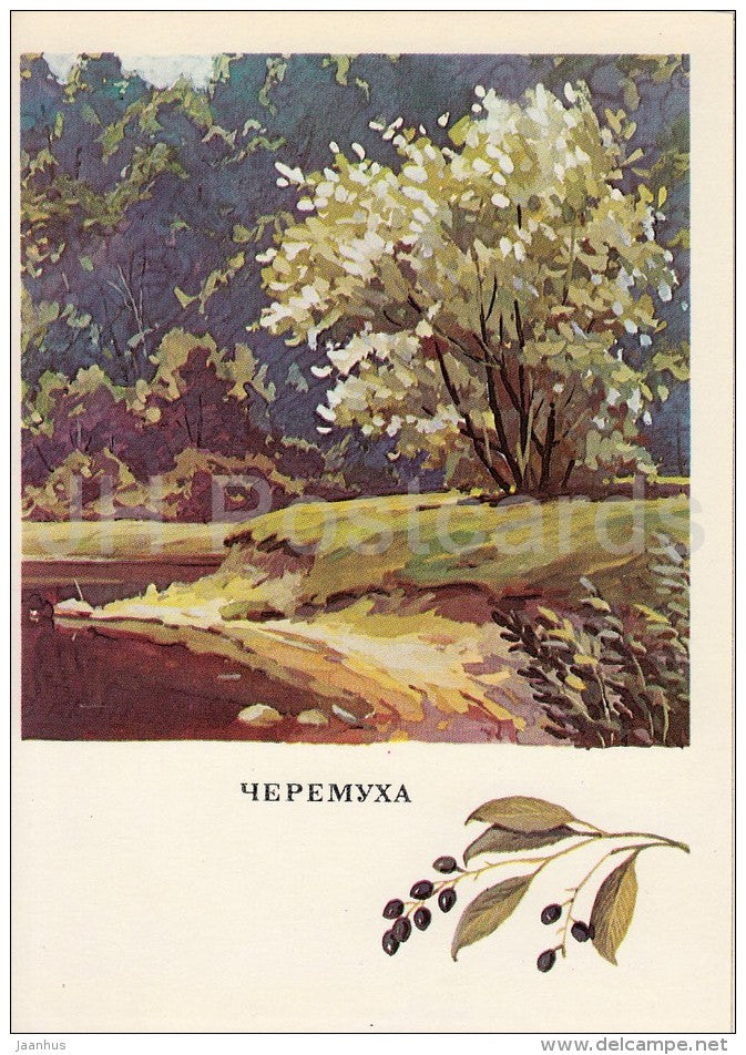 Bird-Cherry - Prunus padus - Russian Forest - trees - illustration by G. Bogachev - 1979 - Russia USSR - unused - JH Postcards