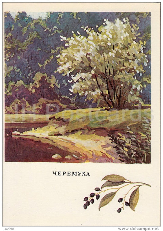Bird-Cherry - Prunus padus - Russian Forest - trees - illustration by G. Bogachev - 1979 - Russia USSR - unused - JH Postcards