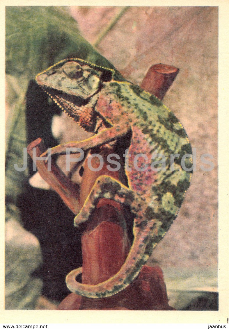 Chameleon - Moscow Zoo - 1963 - Russia USSR - unused - JH Postcards