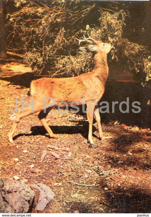Roe Deer - guerrilla dugout - animals - Crimea Nature Reserve - 1969 - Ukraine USSR -  unused - JH Postcards