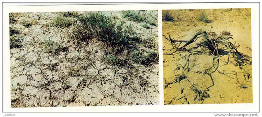 Life-giving water - Badhyz State Nature Reserve - 1981 - Turkmenistan USSR - unused - JH Postcards