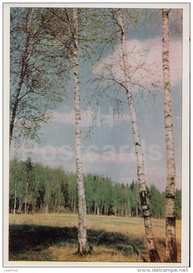 in the woods - 1965 - Russia USSR - unused - JH Postcards