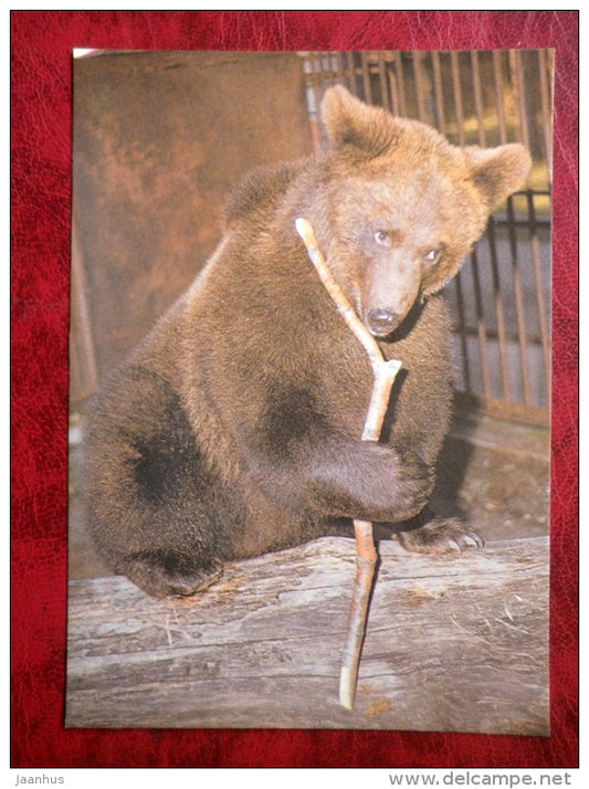 Brown bear - ursus arctos - animals - Tallinn Zoo - 1989 - Estonia - USSR - unused - JH Postcards