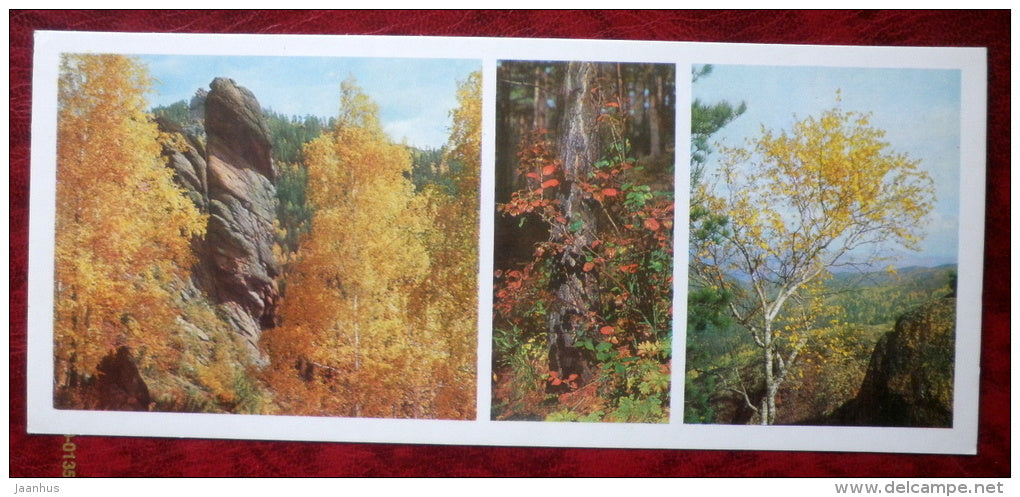 autumn in reserve - birch - Stolby National Nature Reserve - Siberia - 1978 - Russia USSR - unused - JH Postcards